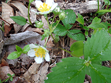 American woodland strawberry 9