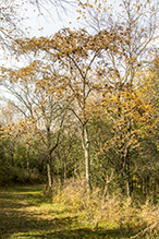 Amur corktree