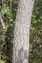 Amur corktree