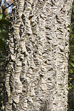 Amur corktree