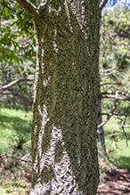 Amur corktree