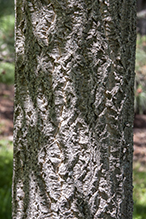 Amur corktree