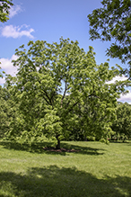 Amur corktree