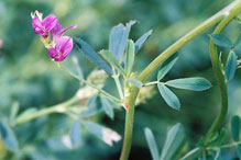 alfalfa