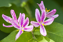 Bell’s honeysuckle