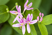 Bell’s honeysuckle