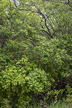 Bell’s honeysuckle