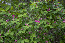 Bell’s honeysuckle