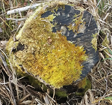 Blandow’s helodium moss