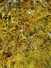 Blandow’s helodium moss