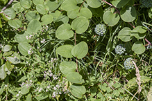 Blue Ridge carrionflower