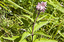 Bruner’s spotted Joe pye weed