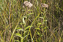 Bruner’s spotted Joe pye weed