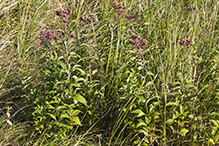 Bruner’s spotted Joe pye weed
