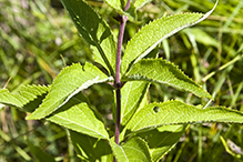 Bruner’s spotted Joe pye weed