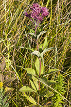 Bruner’s spotted Joe pye weed