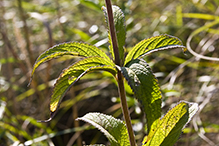 Bruner’s spotted Joe pye weed