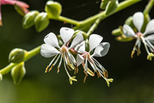 biennial beeblossom