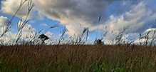 big bluestem