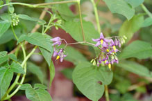 bittersweet nightshade