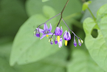 bittersweet nightshade