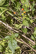 bittersweet nightshade