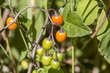 bittersweet nightshade