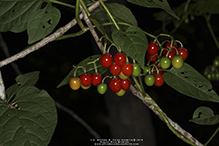 bittersweet nightshade