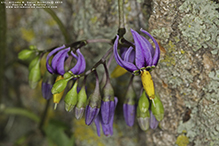 bittersweet nightshade