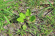 black-seeded plantain