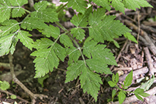 bland sweet cicely