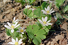 bloodroot