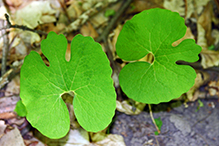 bloodroot