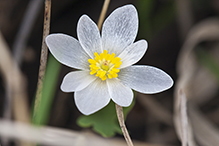 bloodroot