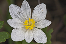 bloodroot