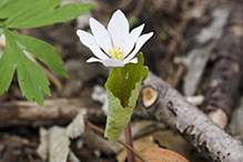 bloodroot