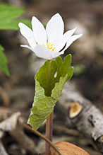 bloodroot