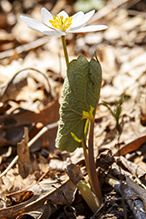 bloodroot