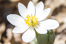 bloodroot