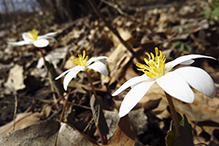 bloodroot