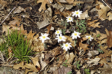 bloodroot