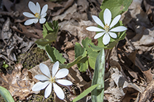 bloodroot