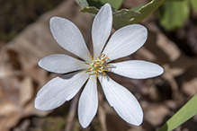 bloodroot