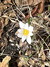 bloodroot