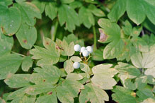 blue cohosh