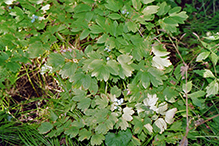 blue cohosh