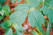 blue cohosh