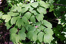 blue cohosh