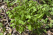 blue cohosh