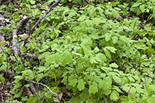 blue cohosh